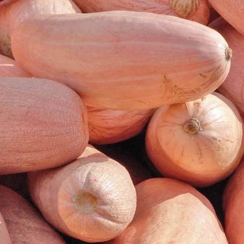 Extra Rare Heirloom Pumpkin Squash ''Jumbo Pink Banana'' ~5 Top Quality Seeds 