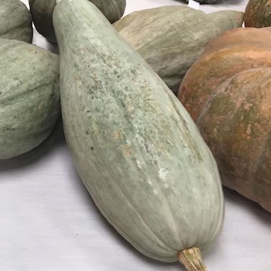 Extra Long Rare Squash ''Trombetta'' ~10 Top Quality Seeds Giant Pumpkin