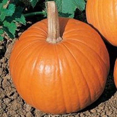 Pumpkin World Slow Food Hunter Valley Pumpkin World Slow Food Hunter Valley