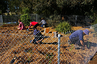 Working on the native food garden